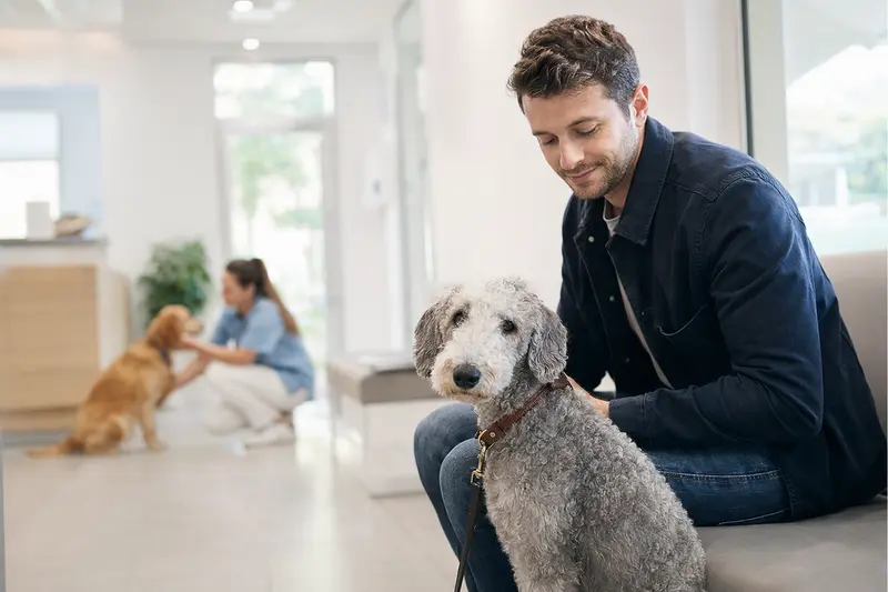 Ein Bedlington Terrier sitzt ruhig neben seinem Besitzer im hellen Wartezimmer einer modernen Tierarztpraxis.
